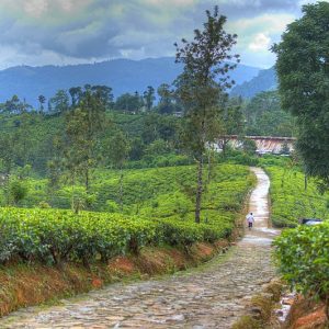 Nuwara Eliya – Covered With Lush-Greenery