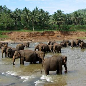 Pinnawala Elephant Orphanage